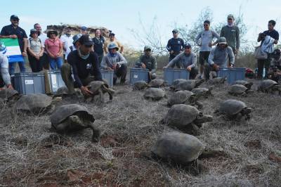 Over 150 kjempeskilpadder reintrodusert på Galápagos