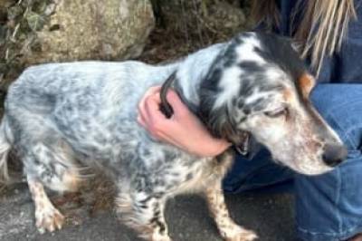 Hund leter etter eieren sin