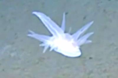 Forskerne forstår ikke hva dette er