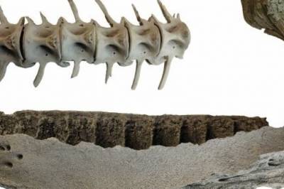 I Norge jaktet folk på hval for 5.000 år siden