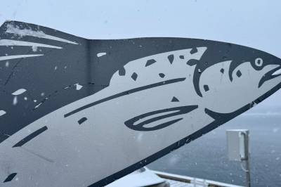 Kor i all Florø finn du denne fisken?