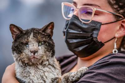 Ukens bilder: Kattepine