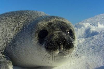 10 ting du ikke visste om sel
