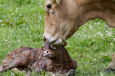 – Kua utstrålte en form for lykke jeg aldri har sett før