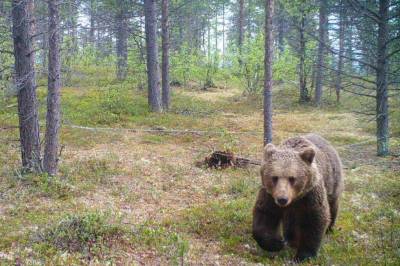 Hårfeller gi svar om brunbjørn: – Det er færrest bjørner i nærheten av Karasjok sentrum