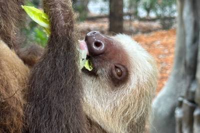 31 dovendyr døde på lager i Florida