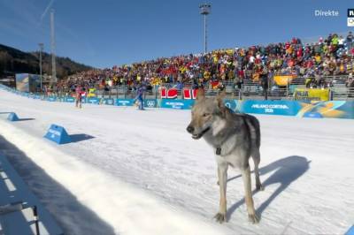 Sundling raskest i kvalifiseringen - hund i løypa stjal showet