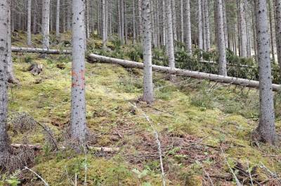 Myten sier at nordnorsk gran ikke egner seg som byggemateriale. Nå har forskerne svaret