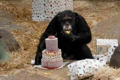 Norges mest kjente sjimpanse er 46 år – dette er favoritten