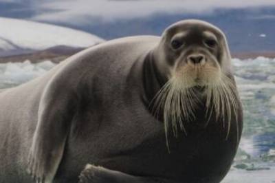 Derfor synger storkobbehanner mindre i paringstiden