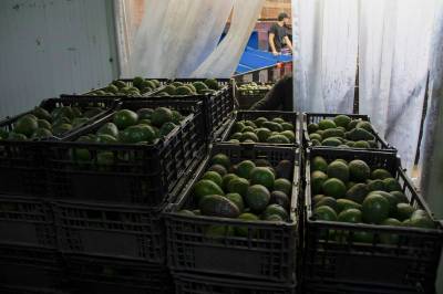 USA stanser import fra Mexicos største avokado-produsent