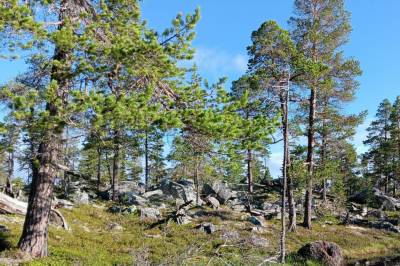 Noen steder hogges det mer skog enn det vokser til: – Vi kan ikke fortsette slik for alltid