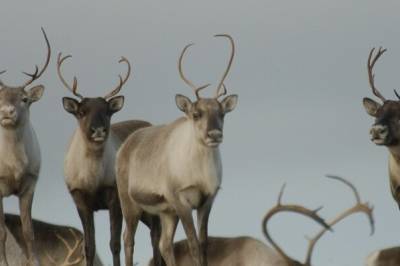 – Effekten av å stenge turstier og hytter for å redde villreinen er usikker