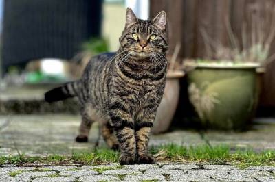 Leter fortsatt etter Emil (4): – Vi er bekymret