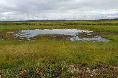 Går det åt skogen med myra?