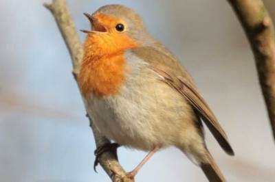 Denne fuglesangen fikk folk til å føle seg bedre