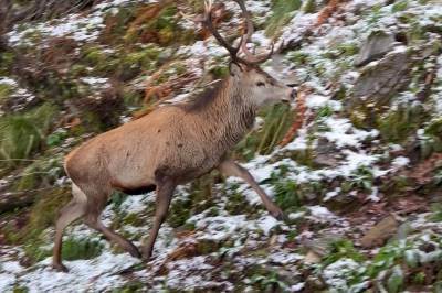 Hjortebukk kom veldig nær