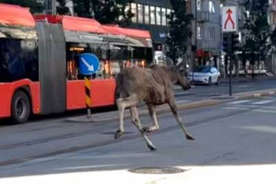 Elgen kommer løpende midt på Majorstua