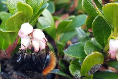 Humler: Eit mangfald av livsstilar