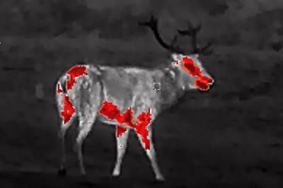 Så lett er det å oppdage ein hjortebukk i bekmørket 