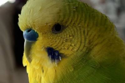 Nå tror forskere at de skjønner litt mer av hvordan papegøyer bruker navn