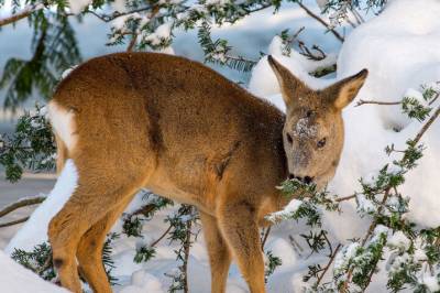 Forskerne dynket svamper med gaupetiss og la dem ut i skogen. Hvorfor gjorde de det?