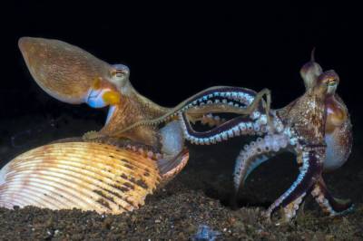 Blekksprutens sex-arm ble akkurat enda mer spesiell