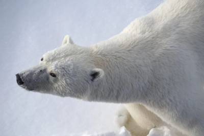 Derfor er isbjørnen tykkere enn forskerne trodde, tross mindre havis