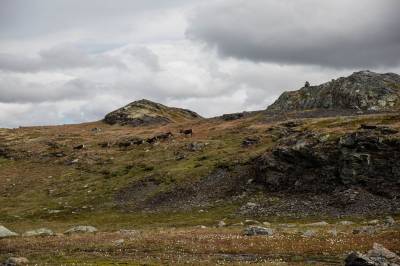 Opna for jakt på «fritt dyr»: Slik vart resultatet