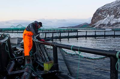 Det norske lakseeventyret kan få en sørgelig slutt