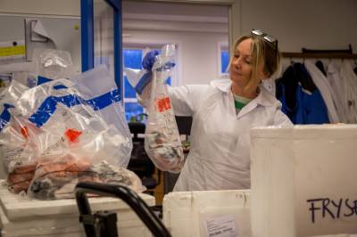 Er det for mye legemidler og miljøgifter i norsk oppdrettsfisk? Nå har fisken vært på EU-kontroll