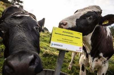 Skulle skyte hjort — skaut ku