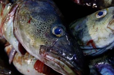 En femdel av salgsklar fisk var tydelig smittet av parasitter