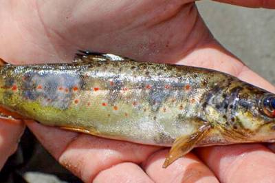 Ørreten ble et bilde på vann­kraftens skjulte problem