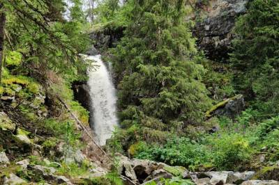 Det er gull og god folkehelse i grønne skoger