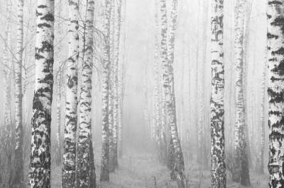 En bjørk er mer i slekt med en agurk enn med et grantre