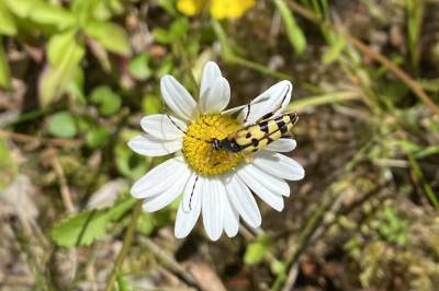 Forsker lot plenen bli blomstereng – oppdaget flere nye arter