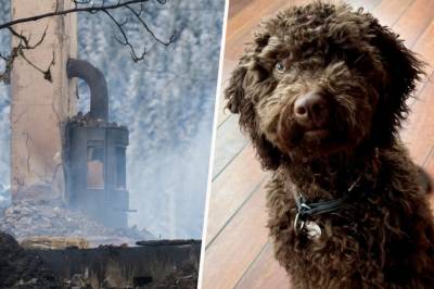 Gråter over Nala som forsvant