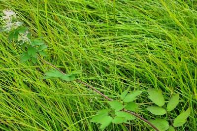 Tusenvis av fremmede arter kan innta Arktis