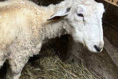 Flere titalls sauer og katter sultet – nå er paret dømt
