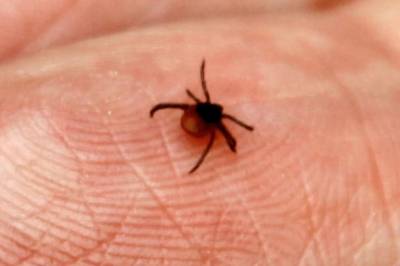 Hva har du blitt bitt av om du har fått borreliose?