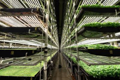 Dyrking i fjøs og gruver kan gjøre oss mer selvforsynt med mat