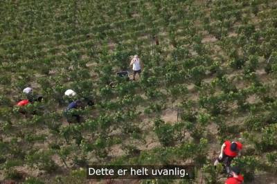 Rekordtidlig druehøst i Champagne: – Aldri opplevd noe lignende