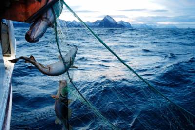 I år blir skreimiddagen luksus