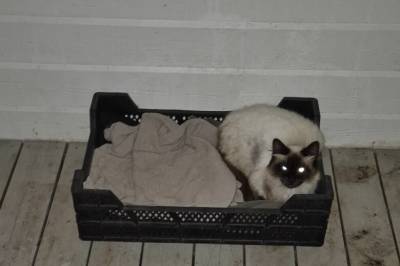 Mann skylte kattungene hennes ned i do