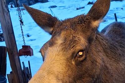 Elgen Blessa forsyner seg av matfatet i Skjåk