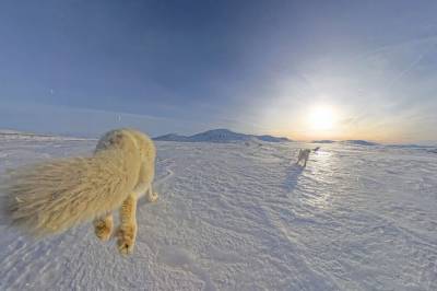 Det går riktig vei for fjellreven, men noe bekymrer forskerne