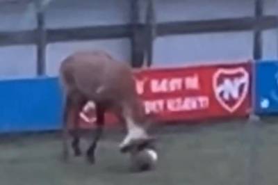 Godt hjort på fotballbanen