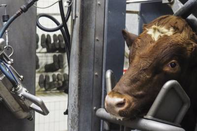 Dyr får svært forskjellig slutt på livet