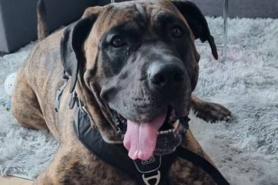 - De vil drepe min Carmen